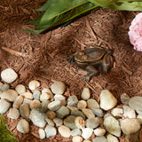 Cast Iron Frog Key Hider