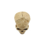Grinning Skull - Distinctive Merchandise