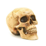 Grinning Skull - Distinctive Merchandise