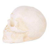 Human Skull Cast Iron Paperweight